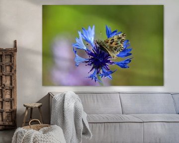 Butterfly (mallow butterfly) on a blue cornflower by Reiner Conrad