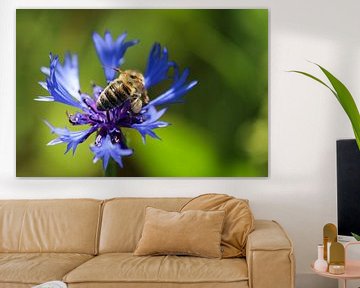 Bee sitting on a blue cornflower by Reiner Conrad