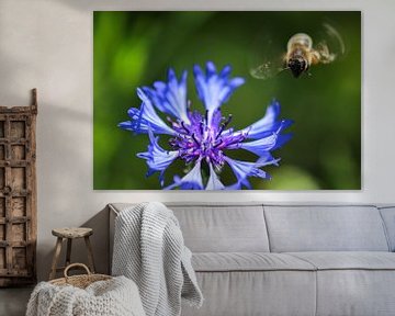 Bee approaching a cornflower by Reiner Conrad