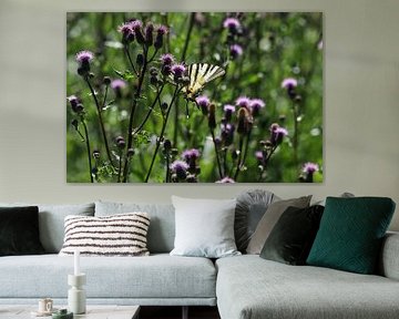 Glider butterfly on a thistle blossom by Reiner Conrad