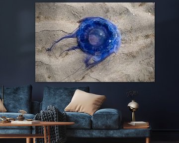 A blue nettle jellyfish at the North Sea by David Esser