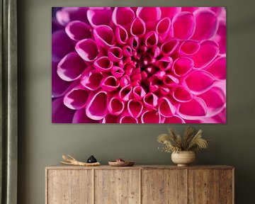 pink dahlia by C. Nass