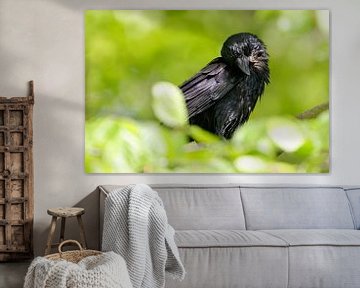 Raven kraai na het bad van Ostfriesenfotografie