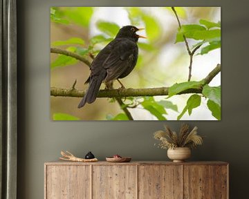Blackbird van Ostfriesenfotografie