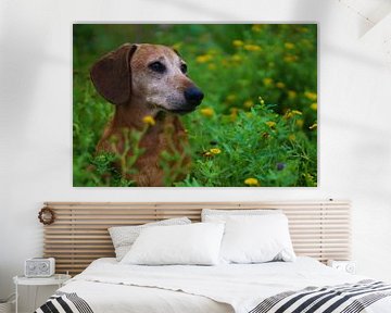 Prachtig portret van een oudere hond van Chantal