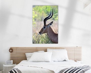 Gazelle in profiel van Peter Mooij