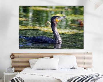 Kormoran - Fishermans Friend von Ostfriesenfotografie