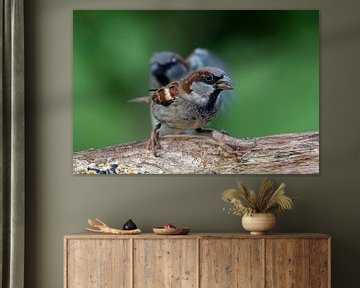 Haussperling x2 von Ostfriesenfotografie