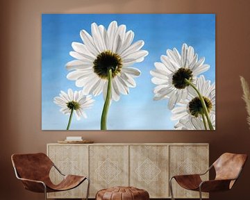 Daisies on a sunny day with a blue sky