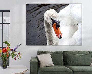 Swan by Stijn Cleynhens