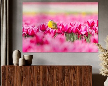 Tulpen | Gele kwikstaart in een kleurrijk Hollands tulpenveld van Servan Ott