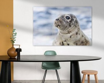 Robben | besondere Begegnung mit einem jungen Seehund - IJmuiden von Servan Ott
