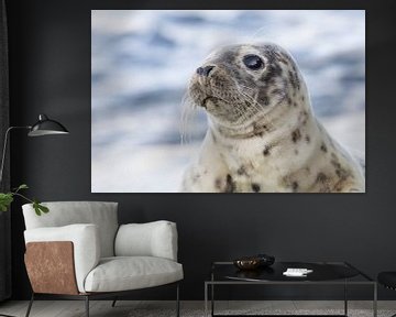 Seals | special encounter with a young harbour seal - IJmuiden by Servan Ott