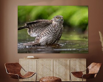 A Sparrow Hawk taking a bath! by Robert Kok