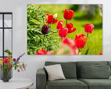 Rote Tulpen im Garten von Peter Baier