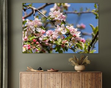 Apfelblüte von Peter Baier
