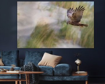 Marsh Harrier by Anton Kloof