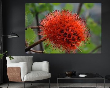 Greyia sutherlandii (South African Bottlebrush) by Peter Mooij