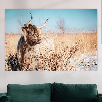 Highlander écossais