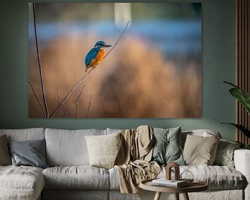 Kingfisher van Roland Hoffmann