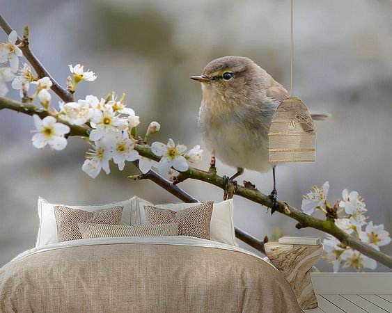 Aperçu de la chambre