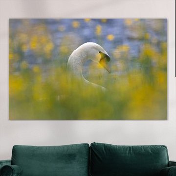 Schwan von Anton Kloof