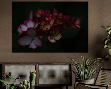 Hortensienblume von YVON Bilderbeek