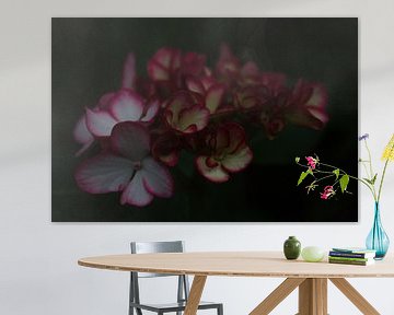 Hydrangea flower