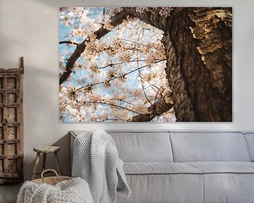 Cherry Blossom by Leonie Wagenaar