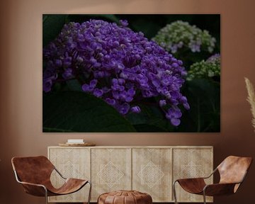 Floxhortensia