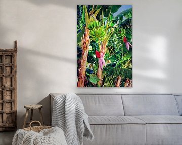 Tropische bananenpalmboom in de jungle van FRESH Fine Art