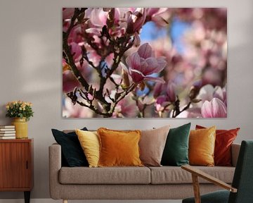 Magnolia in full bloom by Audrey Nijhof