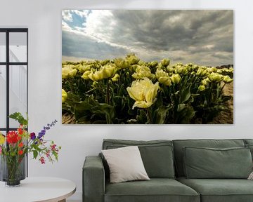 tulpen onder dreigende lucht van peterheinspictures