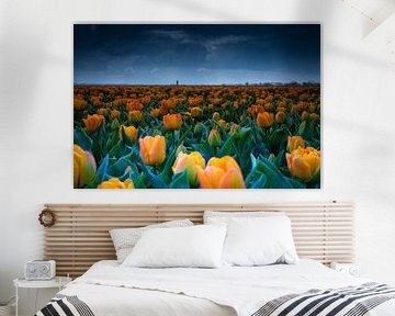Tulpen bis zum Horizont von peterheinspictures
