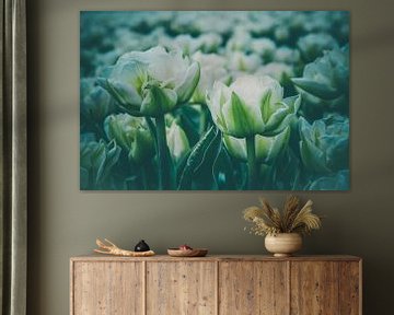 2 tulipes sur peterheinspictures