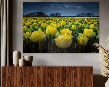 tulipes jaunes sur peterheinspictures