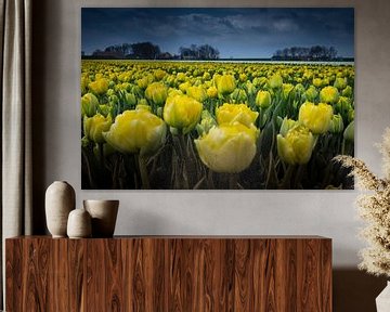 gele tulpen van peterheinspictures