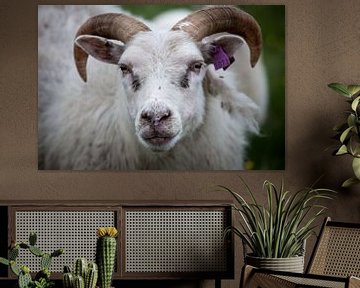 Sheep/Schaap van Reggy de With