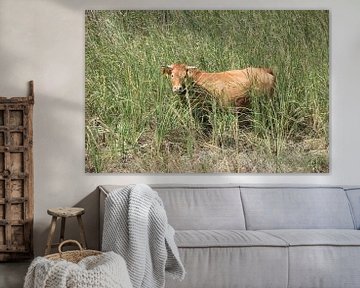 Tamme runderen, koe, koe in gras - Evros Delta Griekenland