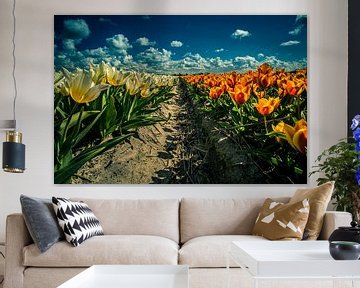 tulpen en hollandse lucht van peterheinspictures