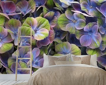 Hydrangea (Hydrangea) by Paul Heijmink