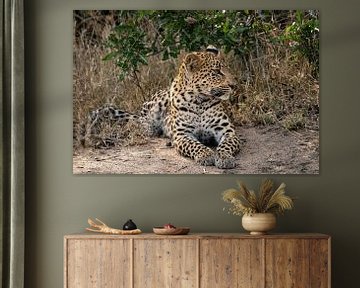 Rustend luipaard van Andreas Jansen