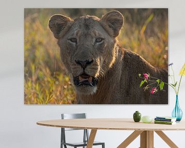 Close up of a lion by Andreas Jansen