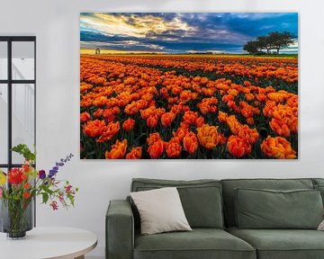 paysage de tulipes sur peterheinspictures