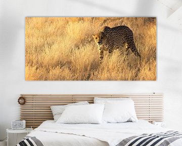 Cheeta in Namibië van Kelly Baetsen