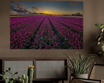 Tulipfield von einem hohen Standpunkt aus von peterheinspictures