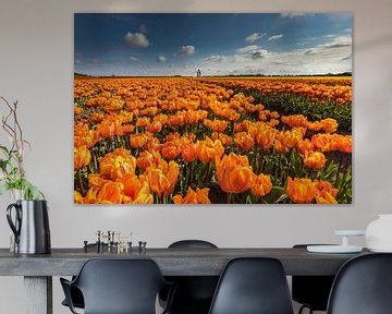 Oranje tulpen,Hollandse luchten van peterheinspictures
