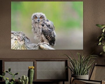 Jeune hibou grand-duc sur Larissa Rand