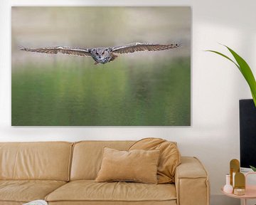 Aigle hibou volant de face sur Larissa Rand