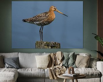 Proud Black-tailed Godwit by Pieter Gordijn